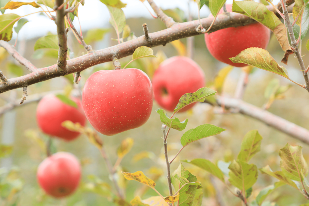 馬籠イメージ写真