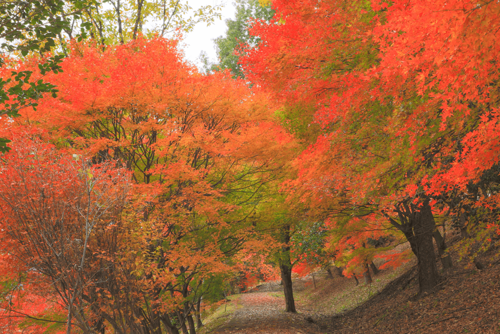 馬籠イメージ写真